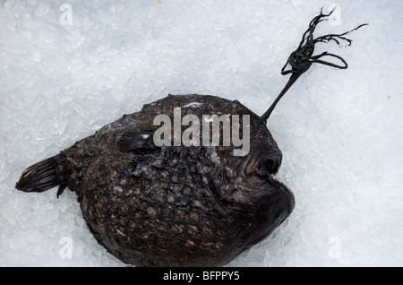 Footballfish atlantique (Himantolophus groenlandicus) Icelandic Seamans, Jour de fête nationale, l'Islande Banque D'Images