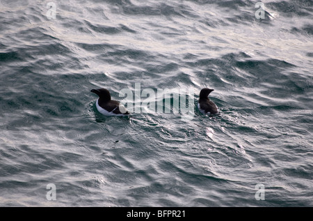 Petit pingouin (Alca torda) pingouin, Islande Banque D'Images