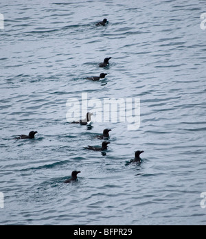 Petit pingouin (Alca torda) pingouin, Islande Banque D'Images