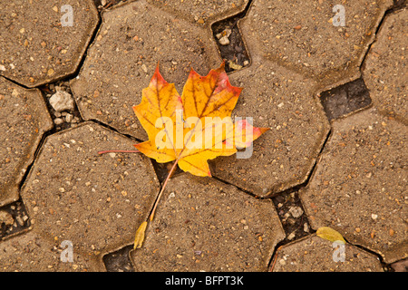 Automne érable sur pavés. Banque D'Images