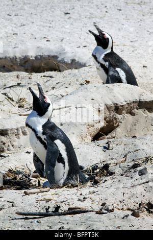 L'Afrique de l'élevage pingouins à Boulders Beach, Cape Town, Afrique du Sud Banque D'Images