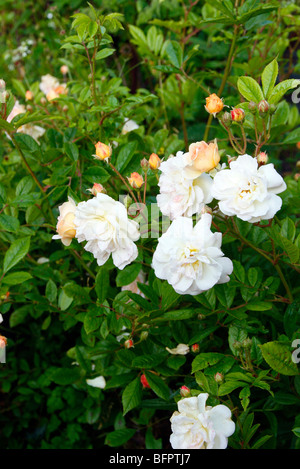 Rosa 'Ghislaine de F ligonde' Banque D'Images