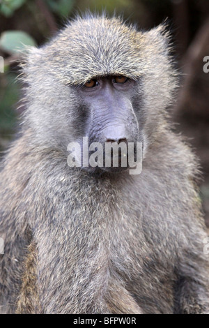 Le babouin Olive Papio anubis prise femelle dans la Ngorongoro Conservation Area, Tanzania Banque D'Images