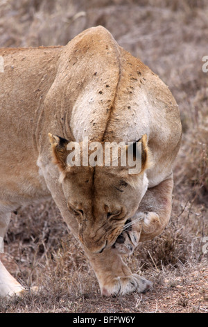 Femme African Lion Panthera leo dépose son épine de Acacia Paw prises dans le Serengeti NP, Tanzanie Banque D'Images