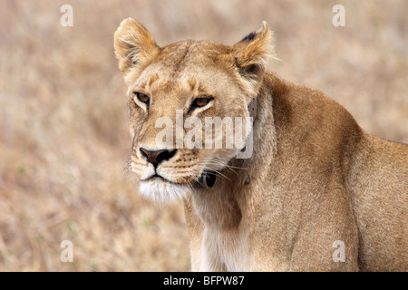 Femelle d'un collier émetteur African Lion Panthera leo pris dans le Serengeti NP, Tanzanie Banque D'Images
