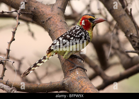 Le rouge-et-jaune Barbet Trachyphonus erythrocephalus prise à la Gorge d'Olduvai, en Tanzanie Banque D'Images