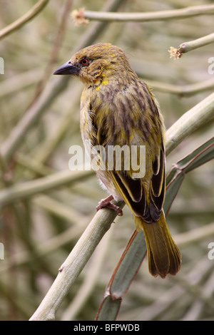 Village Weaver Ploceus cucullatus femme prise à la Gorge d'Olduvai, en Tanzanie Banque D'Images