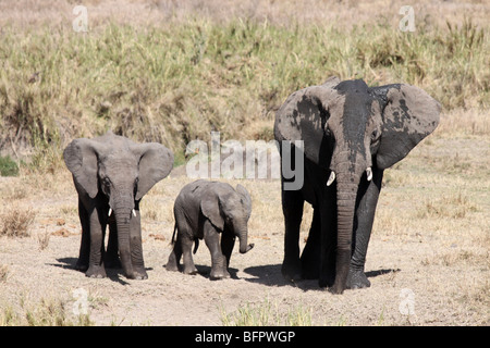 Les jeunes éléphants d'Afrique Loxodonta africana prises dans le Serengeti NP, Tanzanie Banque D'Images