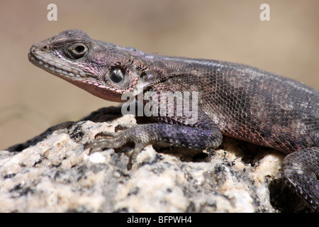 À TÊTE PLATE de Mwanza Rock Agama agama mwanzae pèlerin femelle de soleil prises à Serengeti NP, Tanzanie Banque D'Images