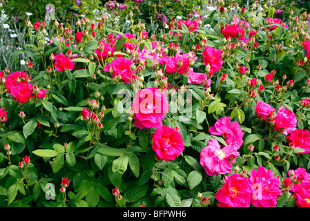 Rosa Gallica officinalis var AGM Banque D'Images