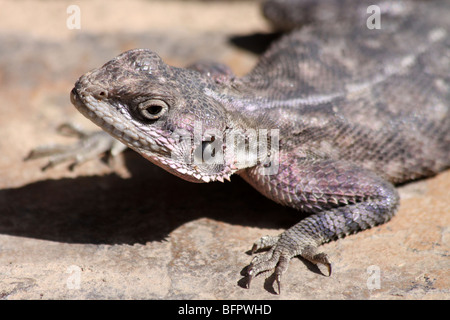 À TÊTE PLATE de Mwanza Rock Agama agama mwanzae pèlerin femelle de soleil prises à Serengeti NP, Tanzanie Banque D'Images