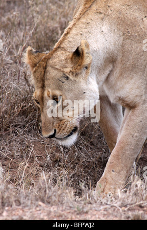 Femme African Lion Panthera leo quelques prises dans le Serengeti NP, Tanzanie Banque D'Images