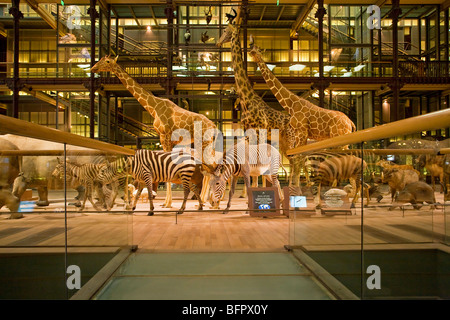 La GRANDE GALERIE DE L'ÉVOLUTION AU MUSÉE D'HISTOIRE NATURELLE, PARIS Banque D'Images