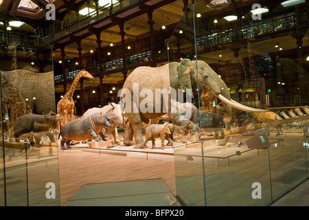 La GRANDE GALERIE DE L'ÉVOLUTION AU MUSÉE D'HISTOIRE NATURELLE, PARIS Banque D'Images