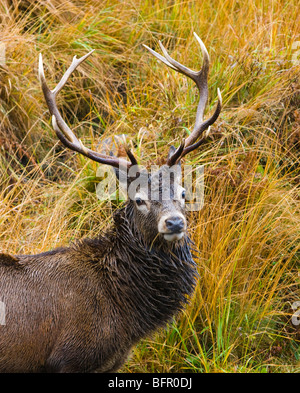 Cervus elaphus - Red Deer stag en rut en Ecosse Banque D'Images