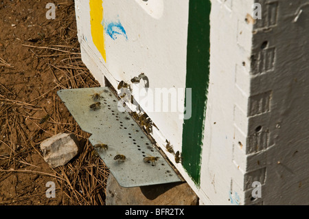 L'AGRICULTURE DH GRÈCE crete Crète boîte en bois des ruches d'abeilles entrant hive Banque D'Images