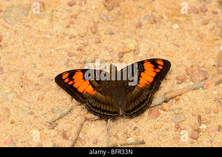 Mesentina mesentina Soeur Papillon (Adelpha) se nourrissant de Sandy Ground, Alta Floresta, Brésil Banque D'Images