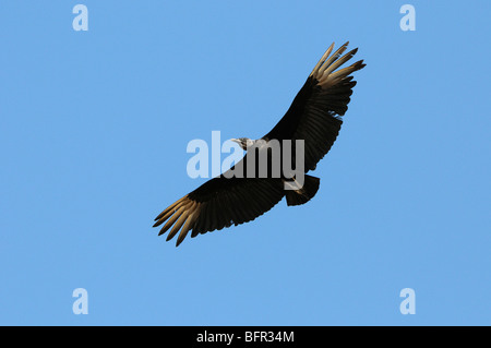 Urubu noir (Coragyps atratus) en vol, Pantanal, Brésil. Banque D'Images