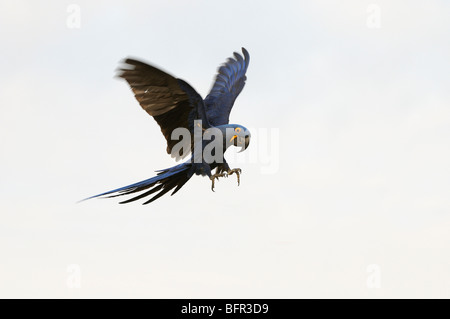 L'Ara hyacinthe (Anodorhynchus hyacinthus) en vol, Pantanal, Brésil Banque D'Images