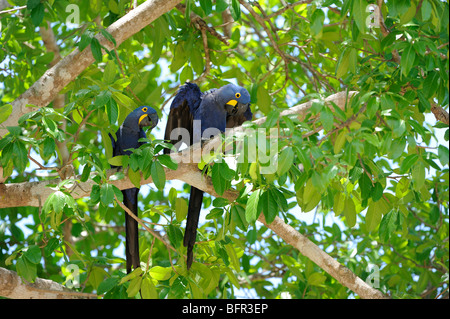 L'Ara hyacinthe (Anodorhynchus hyacinthus) paire perché dans l'arbre, Pantanal, Brésil. Banque D'Images