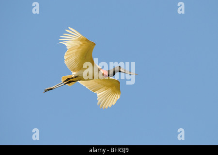 Jabiru mycteria Jabiru () en vol, Pantanal, Brésil. Banque D'Images