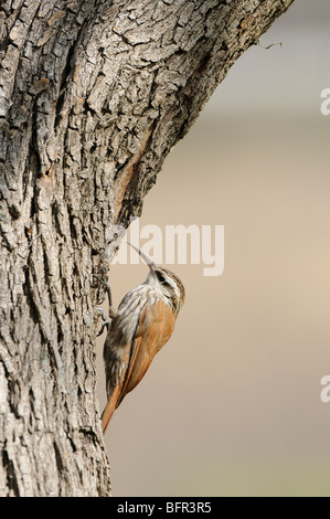 Grimpar Nasican étroit (Lepidocolaptes angustirostris) à la recherche de l'écorce pour les insectes, Buenos Aires, Argentine Banque D'Images