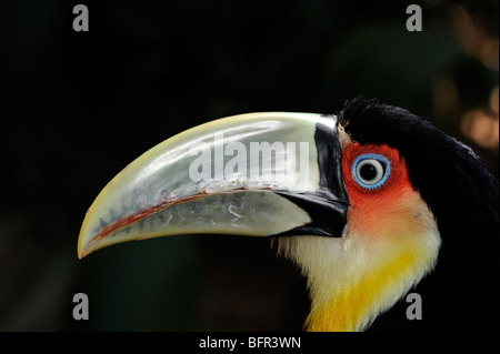 Red-breasted Toucan (Ramphastos dicolorus) Gros plan montrant la tête et le bec, captive, au Brésil. Banque D'Images