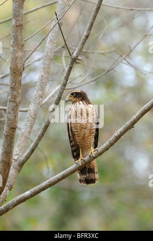 Roadside Hawk (Rupornis magnirostris) perché sur branche, Salta, Argentine Banque D'Images