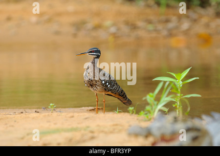 Sunbittern (Eurypyga helias) debout sur banc, Pantanal, Brésil. Banque D'Images