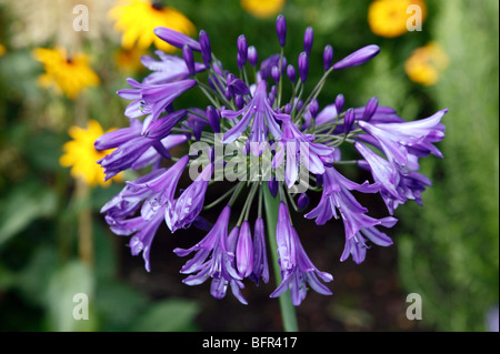 Agapanthus flower close-up Banque D'Images