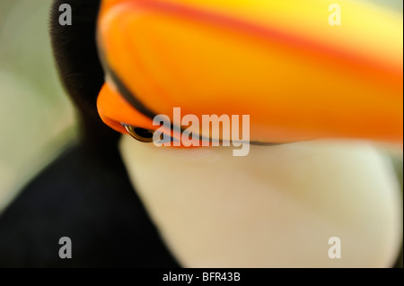 Toucan Toco (Ramphastos toco) image abstraite, captive, au Brésil. Banque D'Images