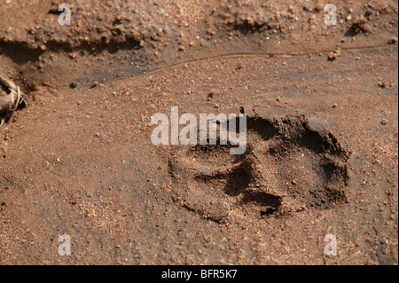 Une piste de sable mou dans Leopard Banque D'Images