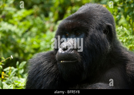 Mountain Gorilla gorilla gorilla beringei portrait Banque D'Images