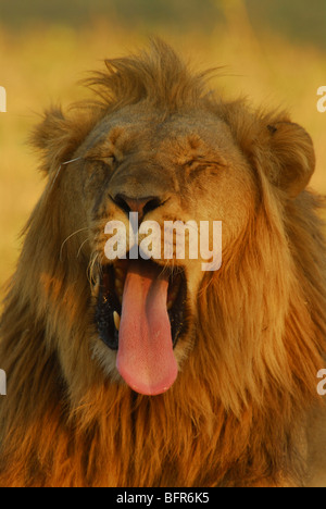 Portrait of male lion le bâillement montrant langue maternelle Banque D'Images