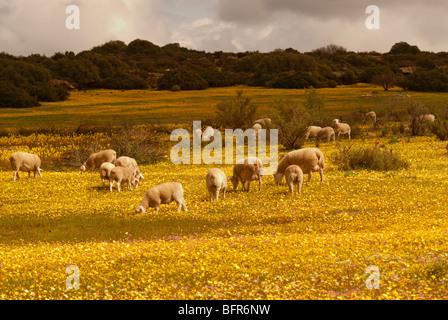 Troupeau de moutons paissant dans le champ fleuri Banque D'Images