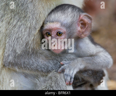 Bébé singe accroché sur sa mère Banque D'Images