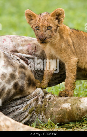 Lion cub se nourrissant d'une girafe tuer Banque D'Images