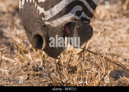 Close-up of zebra se nourrissant d'herbe Banque D'Images