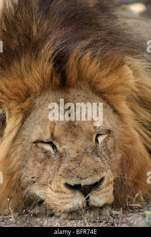 Portrait d'un homme lion avec un visage marqué de coucher avec son menton sur le terrain Banque D'Images