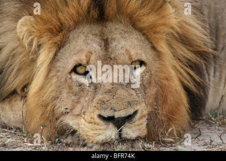 Portrait serré d'un lion mâle avec un visage meurtri en appui sur ses pattes avant Banque D'Images