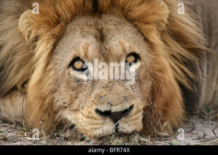 Portrait serré d'un lion mâle avec un visage meurtri en appui sur ses pattes avant à la recherche dans le ciel Banque D'Images