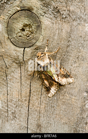 Allophyes oxyacanthae Croissant vert Chat papillon adulte au repos sur une clôture en bois Banque D'Images