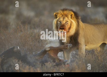 La crinière d'un lion mâle noir avec un museau sanglant debout au-dessus des gnous kill (Panthera leo) Banque D'Images
