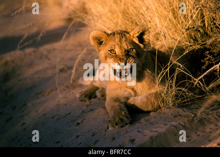 Lion couché dans le sable snarling (Panthera leo) Banque D'Images