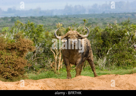 Buffle d’Afrique Banque D'Images