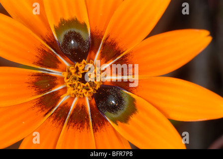 Close-up of orange daisy flower Banque D'Images