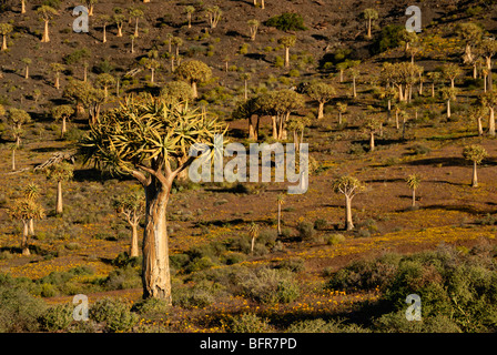 Kokerboom forest Banque D'Images