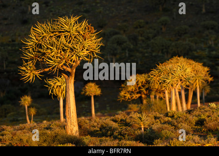 Kokerboom forest Banque D'Images