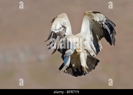 Vautour du cap en venant à la terre les pieds tendus Banque D'Images