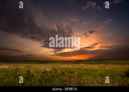 Paysage avec des fleurs sauvages et moody sky Banque D'Images